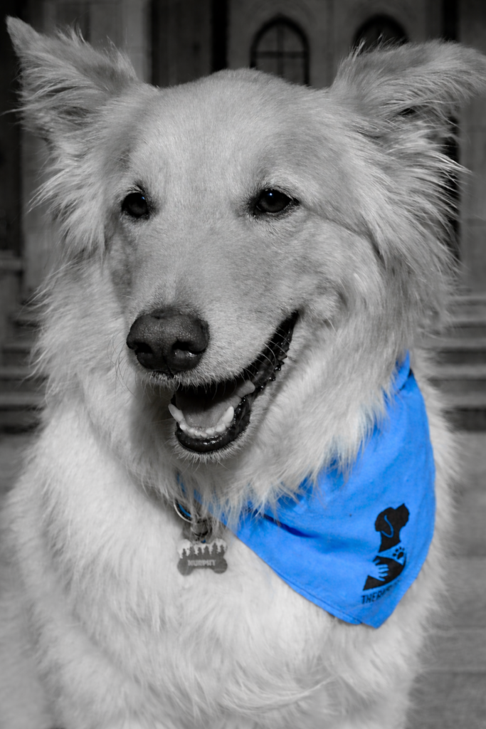 Therapy Dog