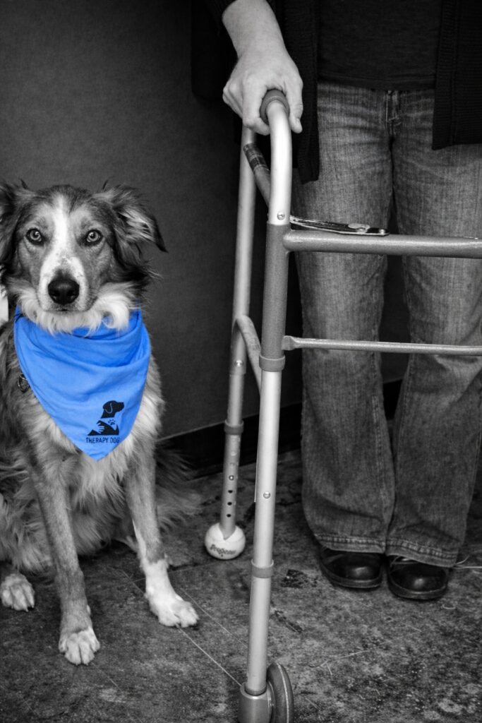 Therapy dog next to person with walker