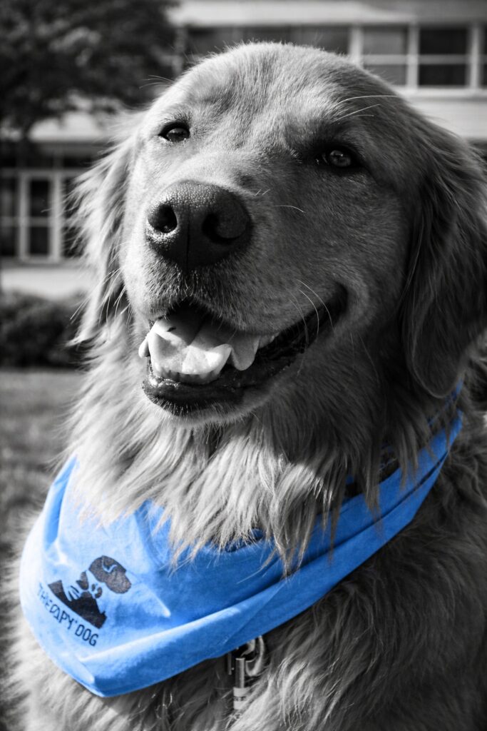 Therapy Dog at School
